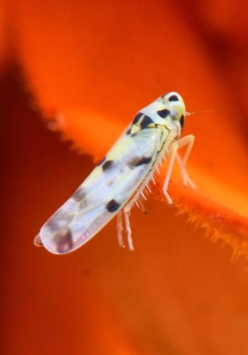 Réf. 309 629 : Eupteryx sp.